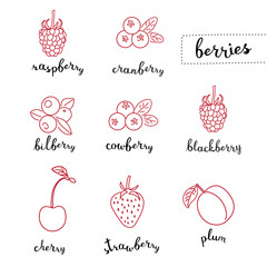 Different kinds of berries 