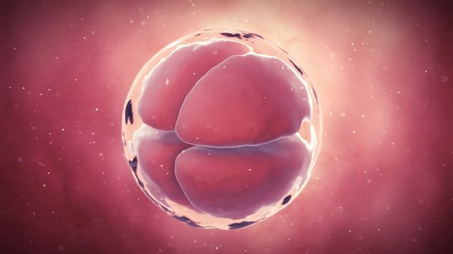 medical 3d animation of a 4 stage egg cell