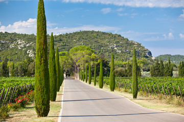Cypresses alley through vineyards