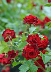 Яркие красные розы  в саду.