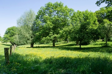 Obraz premium Grassland with tress in the sunshine