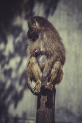 Baboon (Papio hamadryas ursinus) in a tree