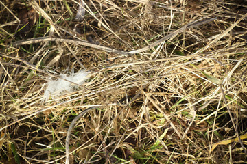 Dry brown grass in autumn field closeup