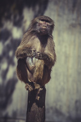 Baboon (Papio hamadryas ursinus) in a tree
