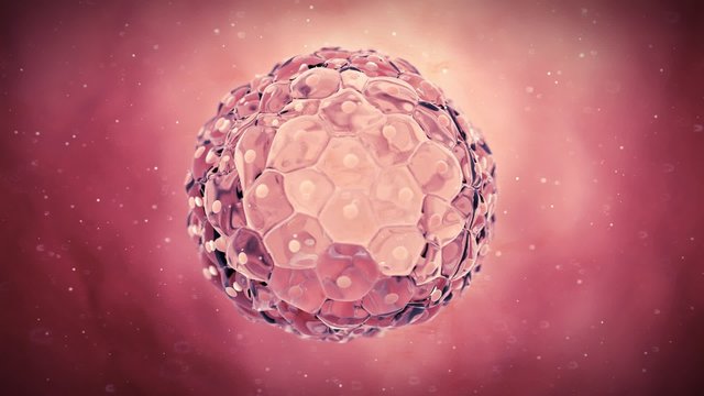 medical 3d animation of a blastocyst