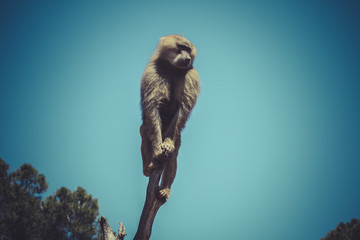 Naklejka premium Baboon (Papio hamadryas ursinus) in a tree
