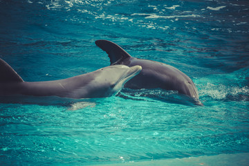 Obraz premium dolphin jump out of the water in sea