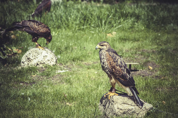 raptors