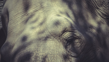 Obraz premium Elephant close up
