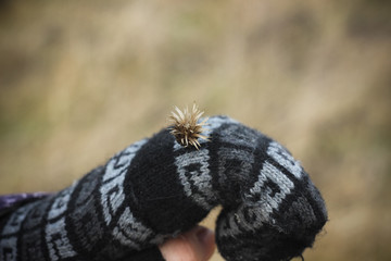 Girl holding dry flower on glove in autumn field closeup