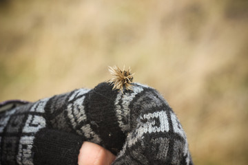 Girl holding dry flower on glove in autumn field closeup