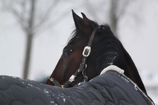 Winter Horse Looking Back
