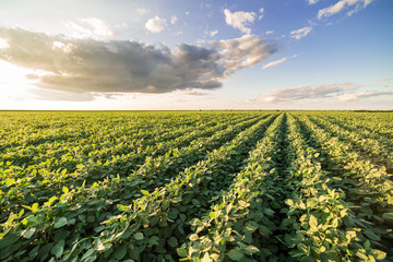 Green ripening soybean field, agricultural landscape