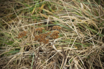 Dry brown grass in autumn field closeup