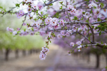 Almond tree blossoming