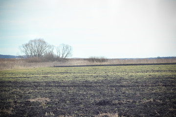 Autumn dry grass & forest field