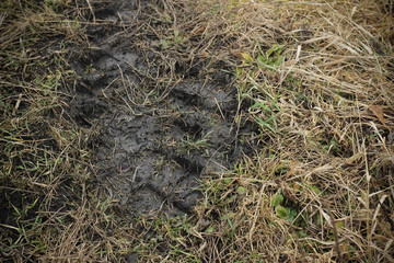 Car wheel mud track on dirt grass road