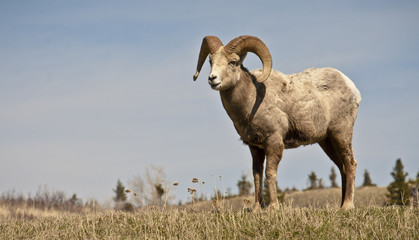 Naklejka premium big horn sheep