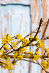 blooming yellow twig dogwood against a background of an old blue shutters. Selective focus, shallow depth of field. copy space