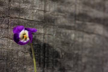lonely little flower violet on old gray wooden board closeup. Selective focus, shallow depth of field. Copy space. Free space for text