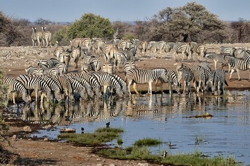 Fototapeta na wymiar herd of zebras drinking in a waterhole a etosha national park namibia