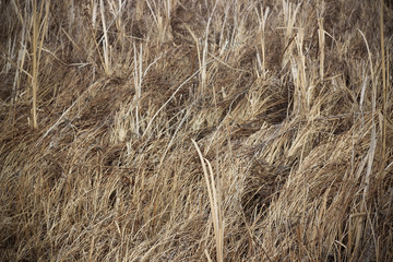 Dry brown grass in autumn field closeup
