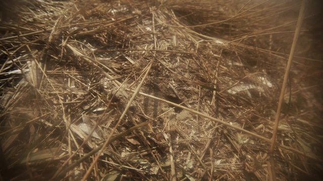 Wasp Change the Location of the Dry Grass Around the Entrance to Its Hideout