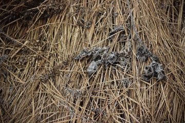 Dry brown grass in autumn field closeup