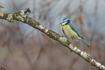 Close up view of Blue Tit