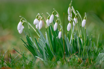 Fototapeta premium Przebiśnieg - Galanthus nivalis