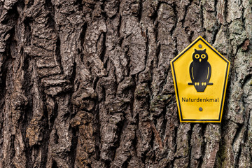 Naturdenkmal Schild an alter Stiel-Eiche - Quercus robur