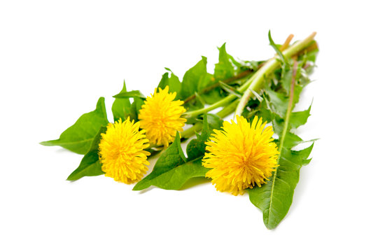 Fototapeta Dandelion
