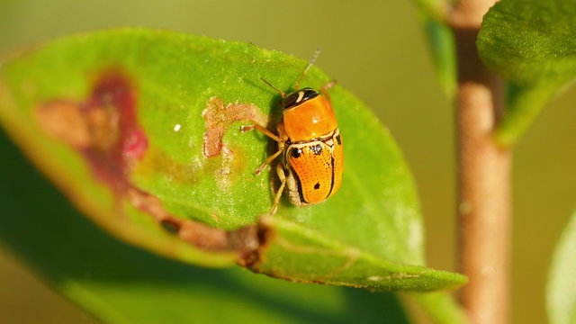 4K Case-bearing Leaf Beetle (Griburius larvatus) 3