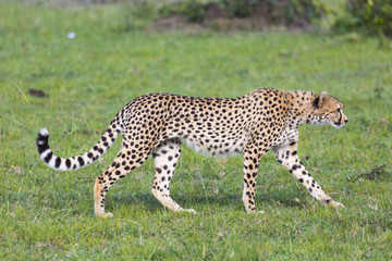 A cheetah (Acinonyx jubatus) on the Masai Mara National Reserve