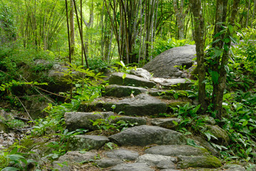 Stone staircase leading up a walkway through the Forest