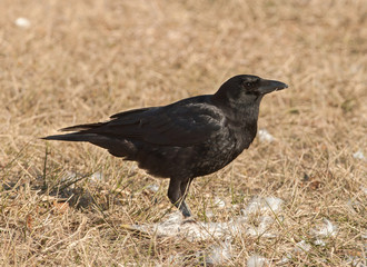 American Crow