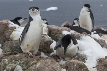 Obraz premium Chinstrap penguins, Antarctica.