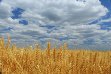wheat closeup