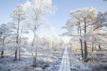 Frosty morning at forest. Landscape with the frozen plants, trees and water. Kemeri National park in Latvia - obrazy, fototapety, plakaty