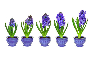 Hyacinth Photos Royalty Free Images Graphics Vectors Videos Purple Hyacinth Flowers In Diffe Stages Of Growth With No Background Five