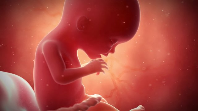 medical 3d animation of a fetus - week 17