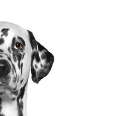 Portrait of dalmatian dog breed. Isolate. White background - 104221201