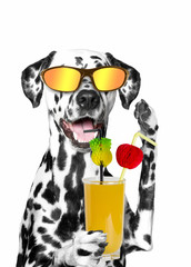 dog holding a cocktail. summer, beach, sun, heat.