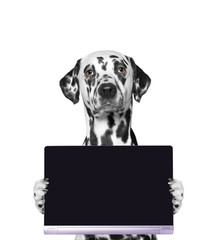 dog holds a tablet or laptop - obrazy, fototapety, plakaty