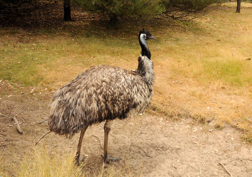 Ostriches EMU.