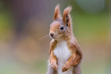 Squirrel portrait detail