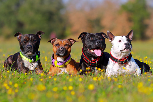 four staffordshire bull terrier