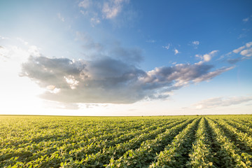 Green ripening soybean field, agricultural landscape