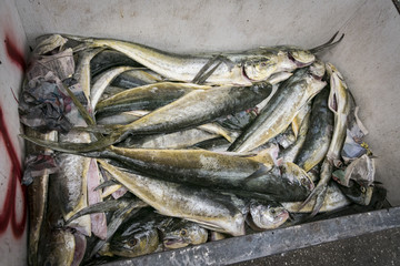 Prepared Fish in a Fish Market