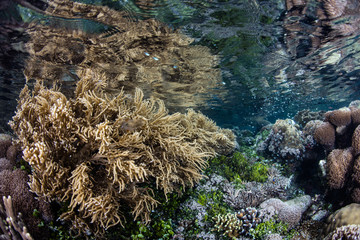 Naklejka na ściany i meble Shallow, Healthy Coral Reef